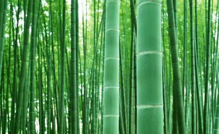 https://www.xsxlightfactory.com/news/the-beauty-of-bamboo-lamps-elegant-and-poetic-xinsanxing/