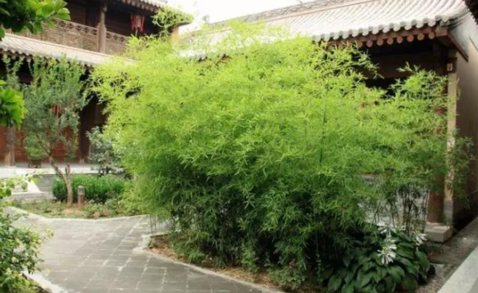 https://www.xsxlightfactory.com/news/the-beauty-of-bamboo-lamps-elegant-and-poetic-xinsanxing/